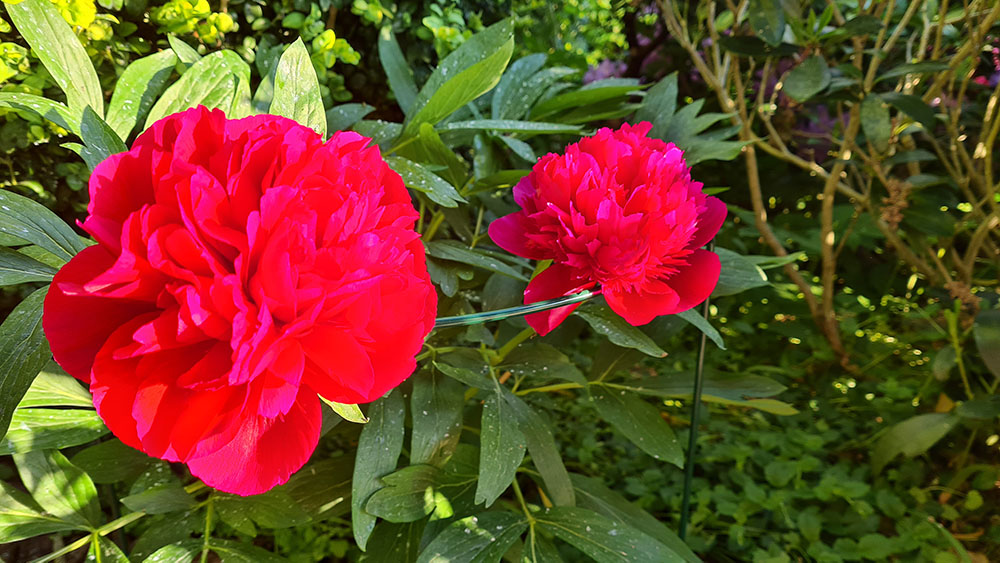 2021-06-10 20.05.03.jpg